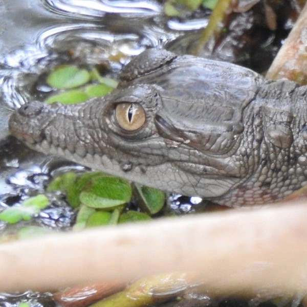 Santa Marta Parque Salamanca Caiman Aguja