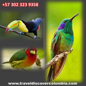 birdin-watching-incolombia