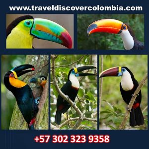 bird-watching-in-colombia